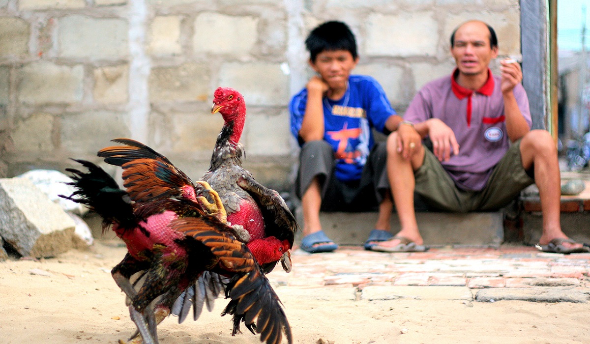 Cách xem ngày đá gà tốt, đi chơi đá gà ngày này bao thắng