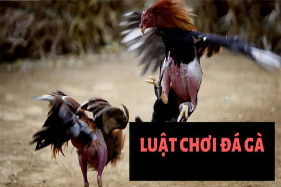 Hiểu rõ luật chơi